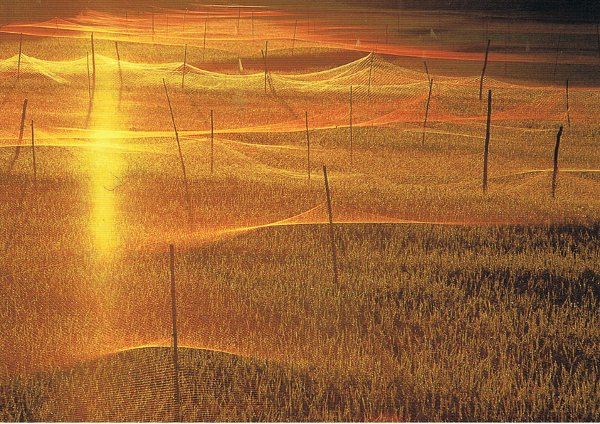 QSL de NHK-Radio Japon