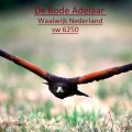 QSL de Radio Rode Adelaar
